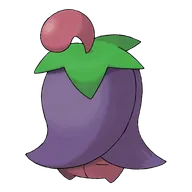체리꼬